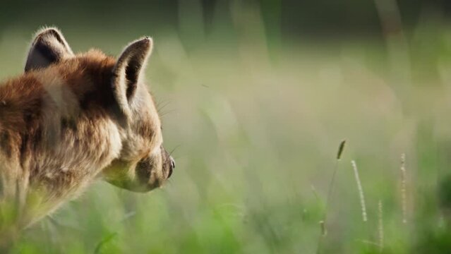 Close up pan of a hyena's (Crocuta crocuta) head as it walks through the savannah during the morning in Africa.