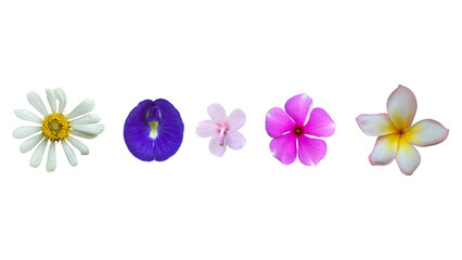 various type of flowers isolated on transparent background, suitable for design materials, PNG.	
