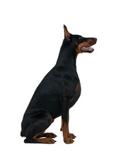 Black and brown sitting doberman dog, side portrait
