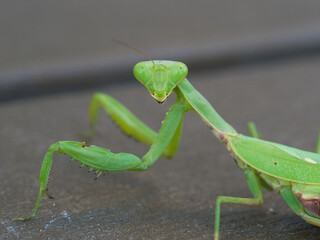ハラビロカマキリ