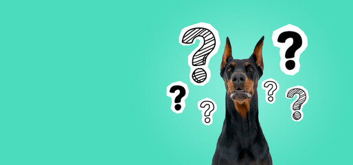 Puzzled dog and question marks - obrazy, fototapety, plakaty