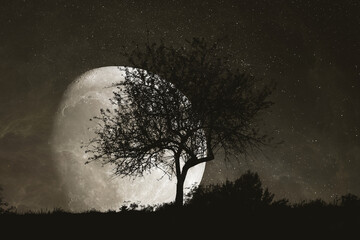 Moon with silhouette tree at night sky