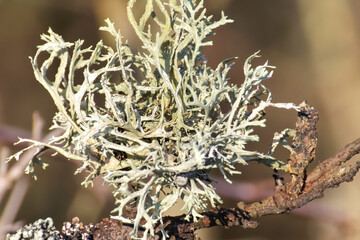 Moss lichen on a tree branch