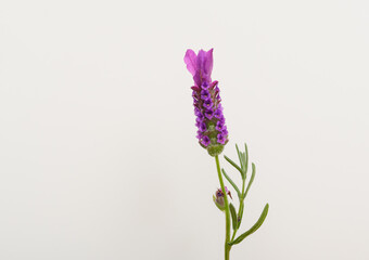 Lawenda francuska pojedynczy kwiat makro - obrazy, fototapety, plakaty