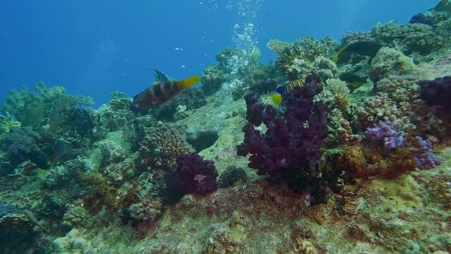 Maldives Royal Angelfish (Pygoplites Diacanthus) with corals in deep sea floor.