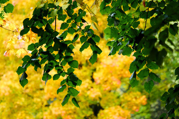 Autumn landscape. Composition of yellow and green leaves..Bright fall foliage as background or texture