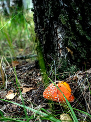 red fly agaric with a round hat in the forest near a tree