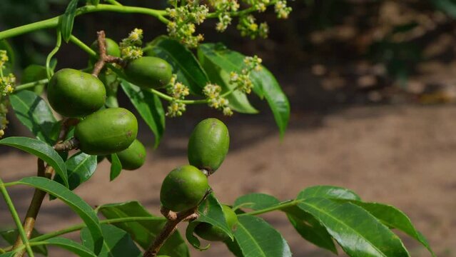 Witness the vibrant green siriguela fruits hanging abundantly on a siriguela tree, a beautiful testament to the bounty of nature in its lush, tropical setting. 