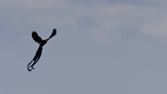 Long lens pan of a long-tailed widowbird (Euplectes progne) mating display during the morning in Africa. 