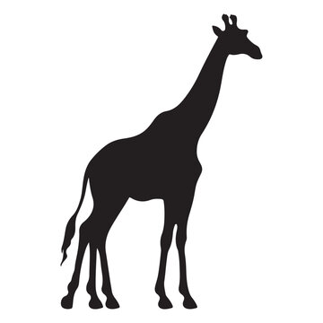 A black Silhouette giraffe animal 
