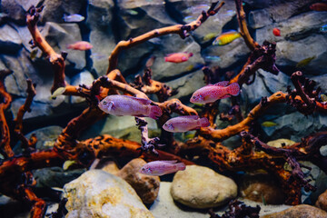 Exotic freshwater fishes in aquarium
