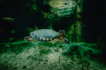 From below of calm big pig nosed turtle