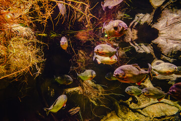 Golden, predatory piranha in the aquarium.