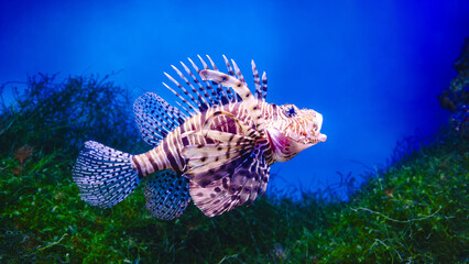 Common Lionfish or Red Lionfish