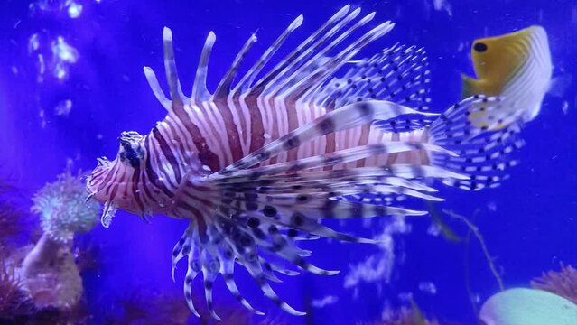 Close up of Lionfish and Threadfin Butterflyfish swimming in aquarium, Institute of Oceanography, Nha Trang city, Vietnam