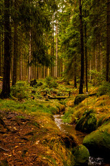 Herbstlicht im Fichtenwald in der Oberlausitz 5