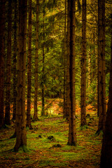 Herbstlicht im Fichtenwald in der Oberlausitz 3