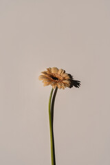 Pastel peachy gerbera flower with aesthetic sunlight shadows on neutral white background. Minimal...