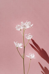 Elegant aesthetic flower stem on pink background with sunlight shadows and copy space