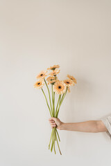 Pastel orange gerbera flowers bouquet in person's hand
