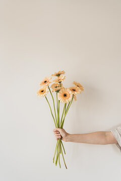 Fototapeta Pastel orange gerbera flowers bouquet in person's hand