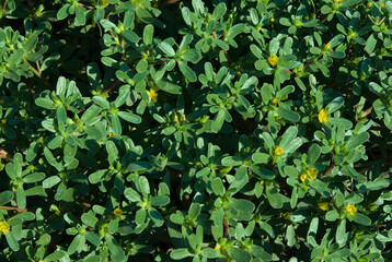 Purslane with yellow flowers. Dietary purslane rich in omega acids and beneficial microelements.
