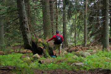 Obraz premium people walk in the mountains among a pine forest