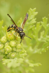 Vertical closeup on a predatory wasp, Gymnomerus laevipes, with a caterpillar as prey in it's mouth