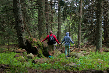 people walk in the mountains among a pine forest