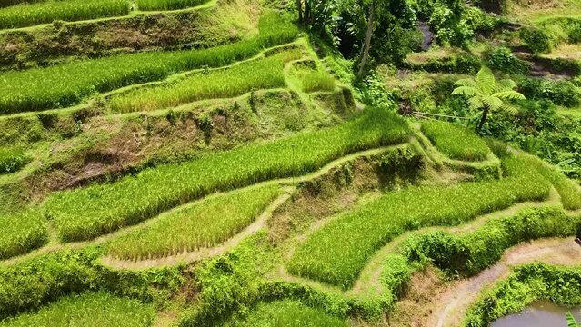 Drone footage of Sri lanka tea plants.