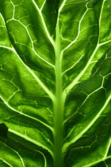 close up kale leaf