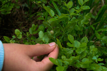 Berry on a leaf of a green wild blueberry bush in a man’s hand