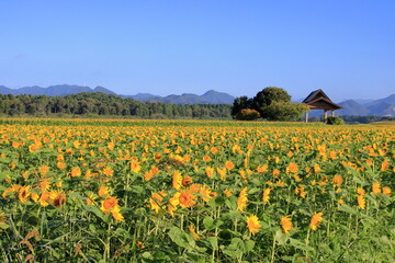 西都原古墳群のひまわり畑