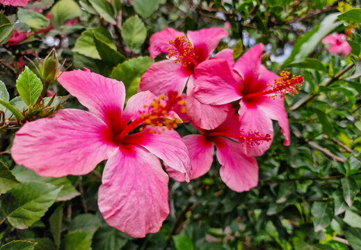 Hibiscus pink flower 