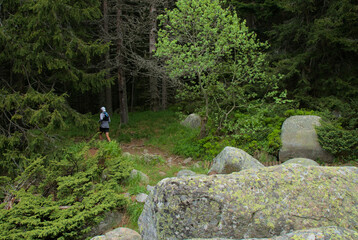 Fototapeta premium A man in sportswear runs among a pine forest. Playing sports in nature