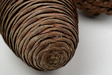 the leaves of a Pinecone with fibonacci spirals