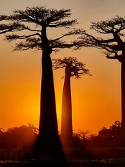 Schilderijen op glas Silhouette of a baobab tree at sunset © pop_gino