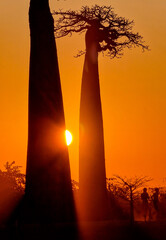 Sun behind a baobab in madagascar 
