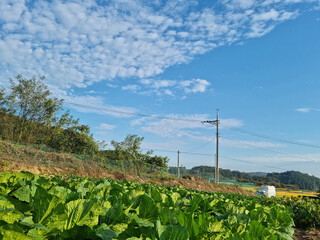 Fototapeta na wymiar Cabbage field and blue sky