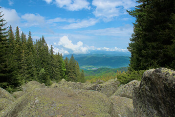 Landscape of mountain pine forest and huge stones overlooking the blue sky. Bulgaria