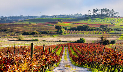 Field of vines in Bairrada, Portugal.