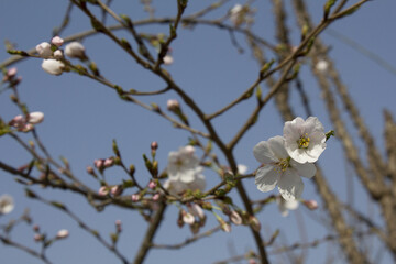 Pink cherry blossom on the Sakura tree. 