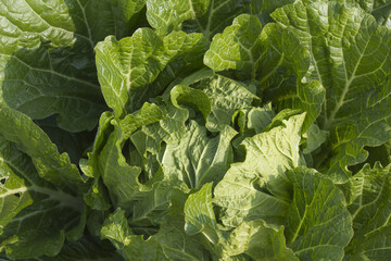 agriculture, cabbage, chinese cabbage, close up, crop, cultivated, farm, farming, field, food, fresh, freshness, garden, green, grow, growing, growth, healthy, ingredient, korea, landscape, leaf, leav