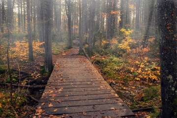 A path with a wooden bridge over a stream in an autumn foggy forest. Tracking. USA. New Hamsher.