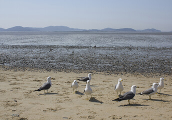 Obraz premium Seagulls gathering on the beach