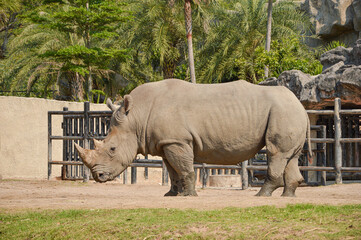 Rhinoceros.