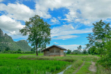 Mountain rice fields.