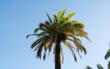 Palm trees in famous Park Guell Barcelona, Spain