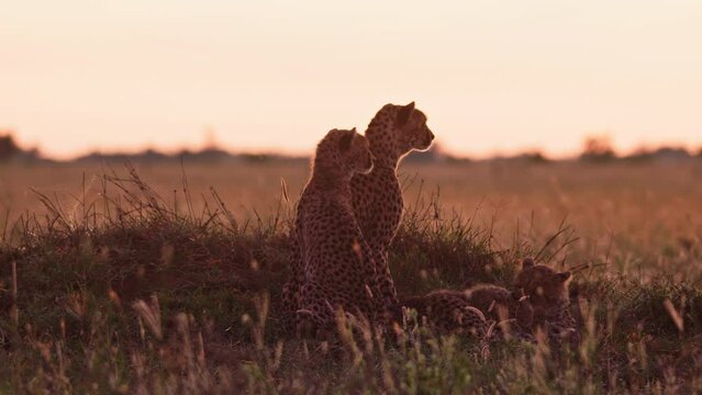 Long lens of a coalition of cheetahs (Acinonyx jubatus) scanning grasslands for prey at sunrise in Africa.