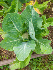 Cauliflower grows in the garden